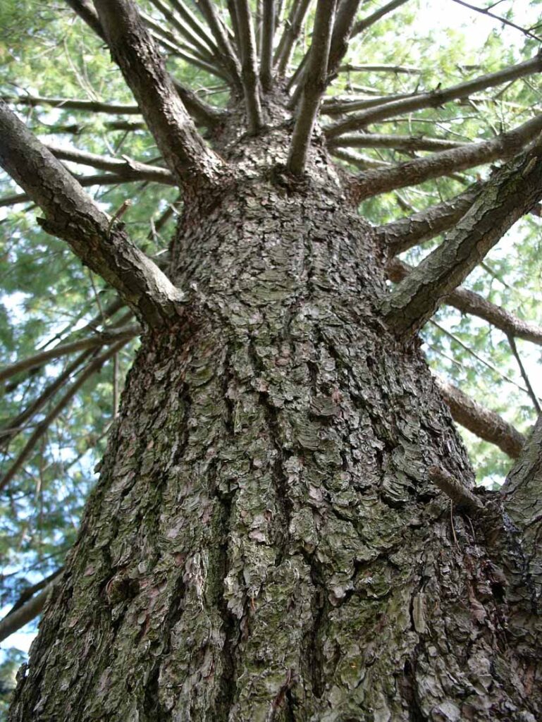 The axis of a Pinus strobus (Eastern White Pine) tree.