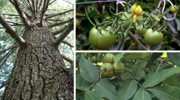 Pinus strobus and Moneymaker heirloom tomato © Mary Free. Carya ovata © Elaine Mills.
