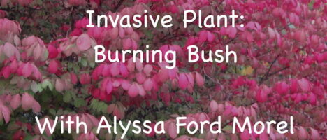 invasive plant: burning bush slide