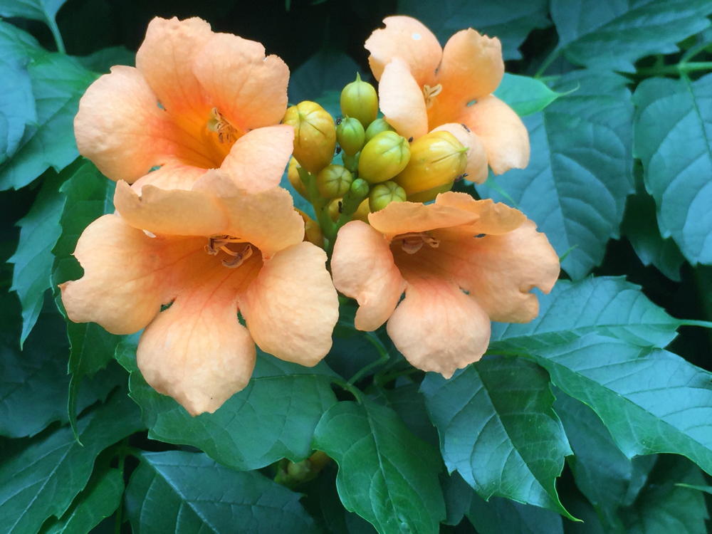 Campsis radicans (Trumpet Creeper)