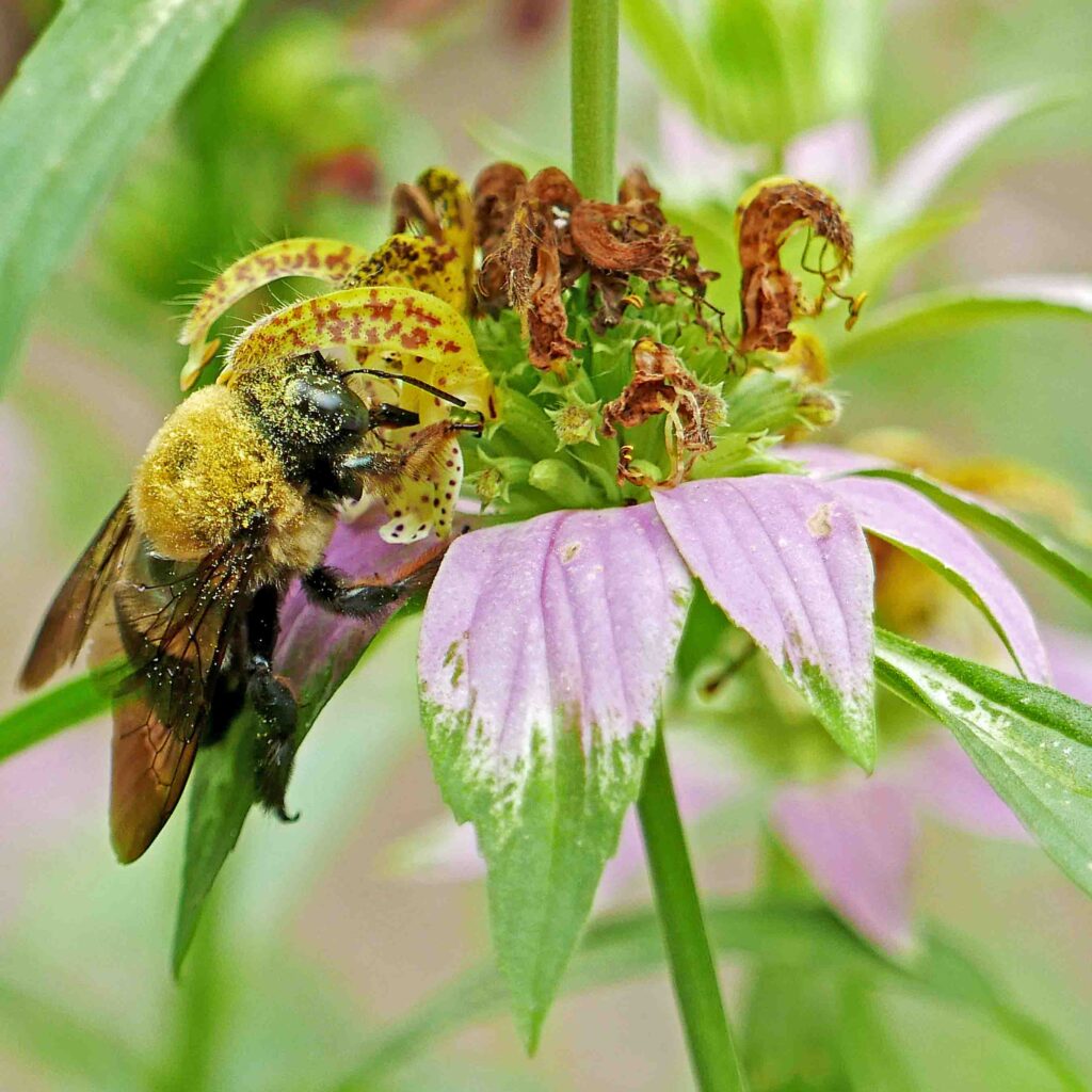 Male carpenter bee on Monarda punctuata (spotted bee balm) in September.