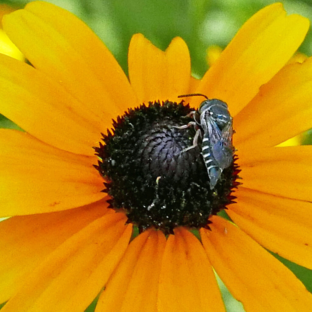 Female cuckoo-leaf-cutter bee (Coelioxys) on Rudbeckia fulgida (orange coneflower) in August.