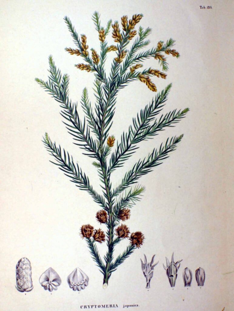 Cryptomeria japonica (Japanese cedar). Image courtesy of Philipp Franz von Siebold and Joseph Gerhard Zuccarini, Flora Japonica, Sectio Prima (Tafelband).