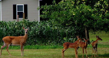 EASTERN_WHITETAIL_DEER_-_DOE_AND_THREE_FAWNS_AT_BACKYARD_APPLE_TREE