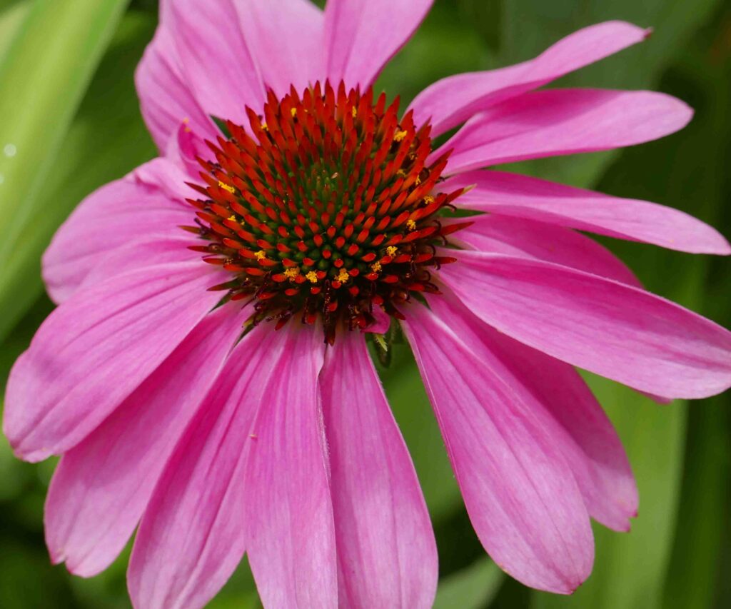 Echinacea pupurea 'Magnus' in June.
