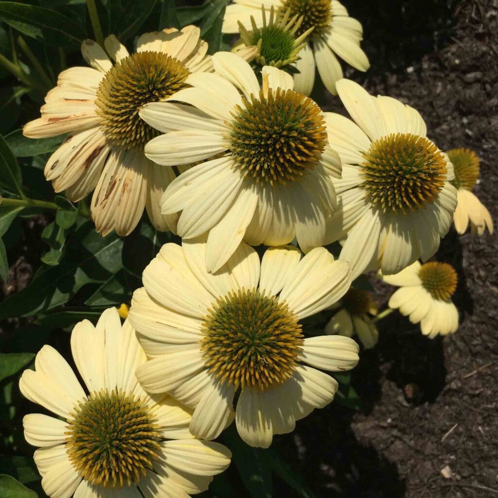 Echinacea pupurea 'Balsomemy' (SOMBRERO® Lemon Yellow)