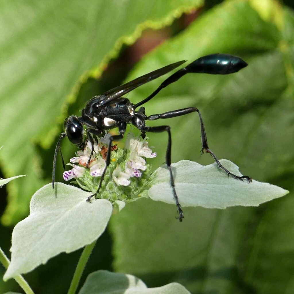 Thread-waisted wasp (Eremnophila aureonotata) on Pycnanthemum muticum (mountain mint) in July.