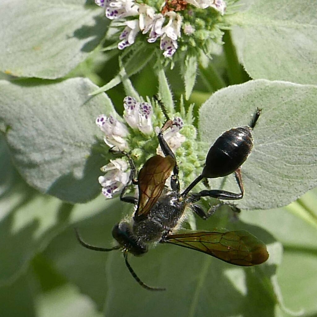 Grass-carrying wasp (Isodontia mexicana) on Pycnanthemum muticum (mountain mint) in July.