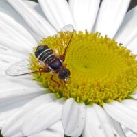 A bee-fly (Villa) on Leucanthemum x superbum.