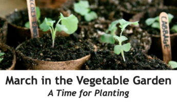March in the Vegetable Garden - A Time for Planting