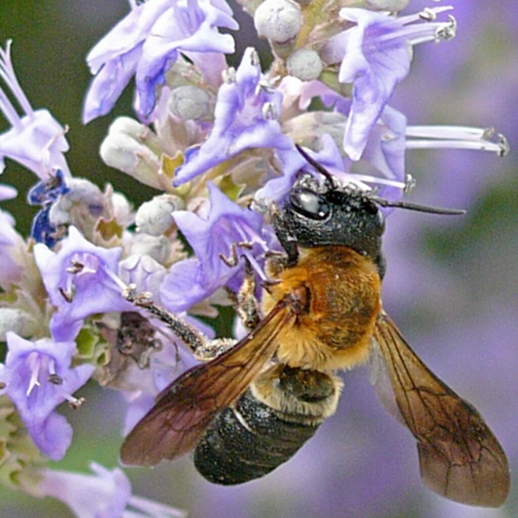 Giant resin bee (Megachile sculpturalis) in June.