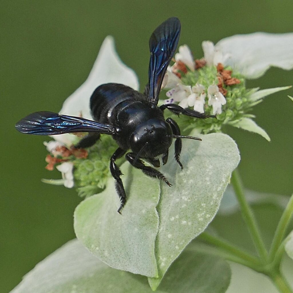 Female carpenter-mimic  leafcutter bee (Megachile xylocopoides ) on Pycnanthemum muticum (mountain mint) in July.