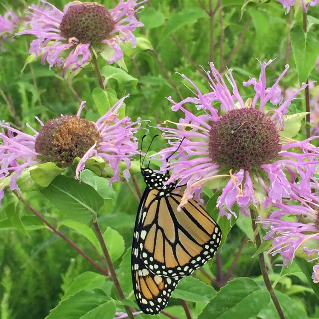 Monarda fistulosa with monarch butterfly in July.