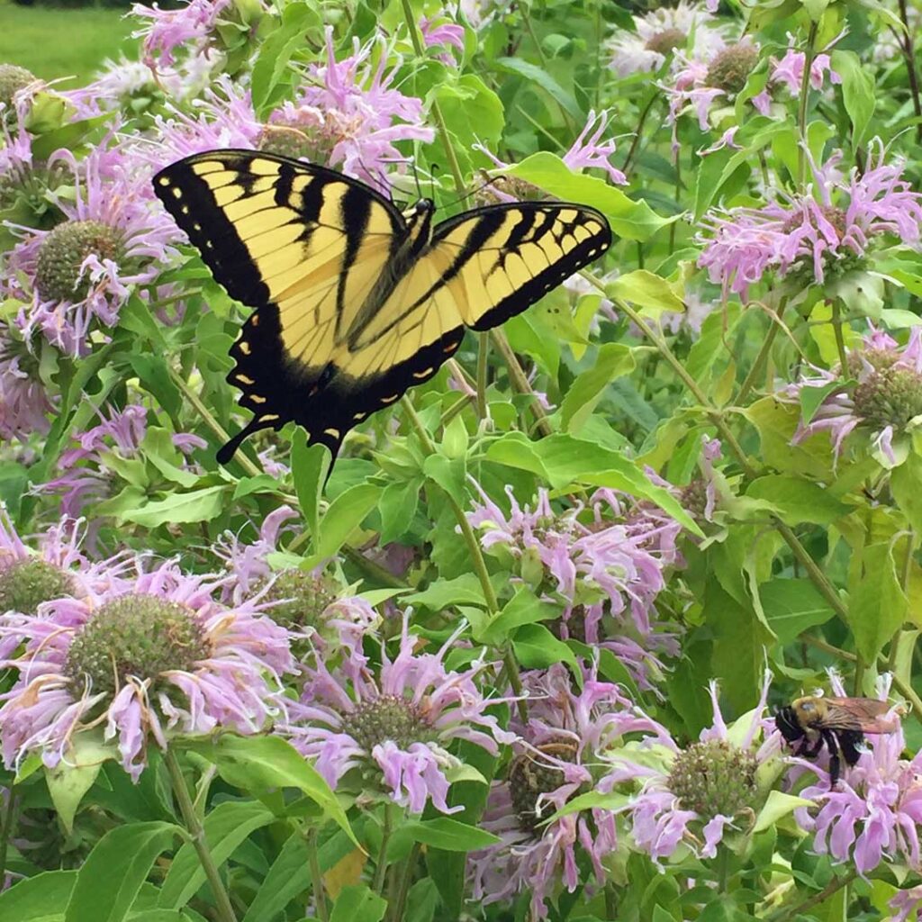 Monarda fistulosa with eastern tiger swallowtail butterfly and bee in July.