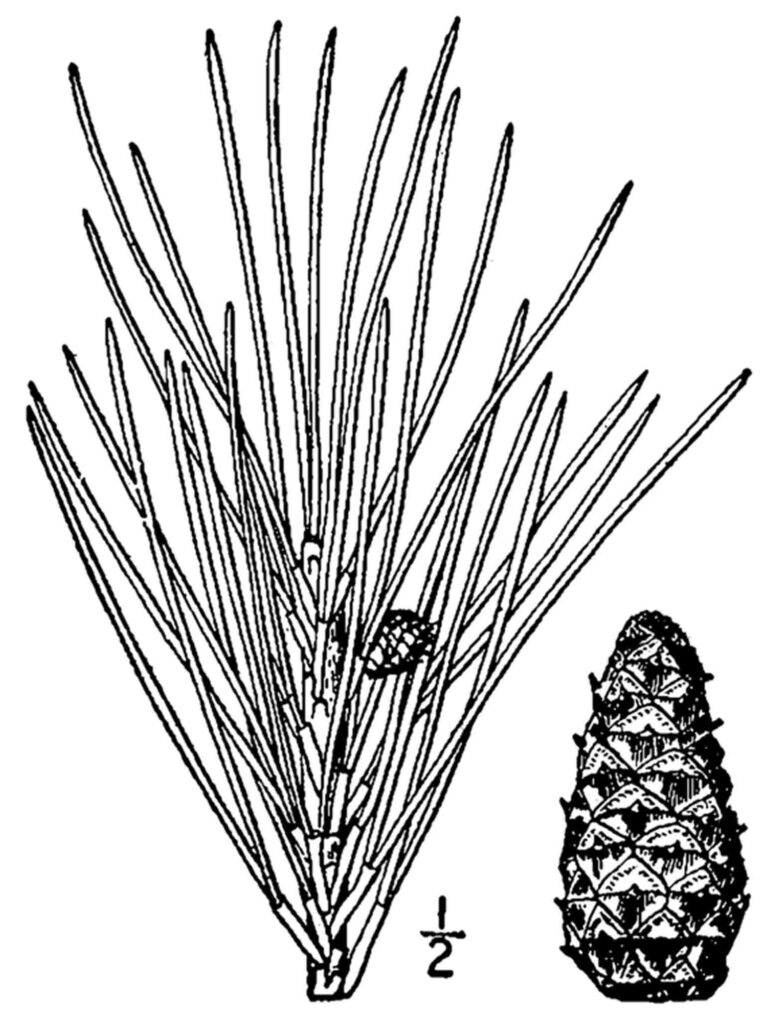 Pinus echinata (shortleaf pine). Image courtesy of USDA-NRCS PLANTS Database / Britton, N.L., and A. Brown. 1913. Illustrated flora of the northern states and Canada. Vol. 1: 58. 