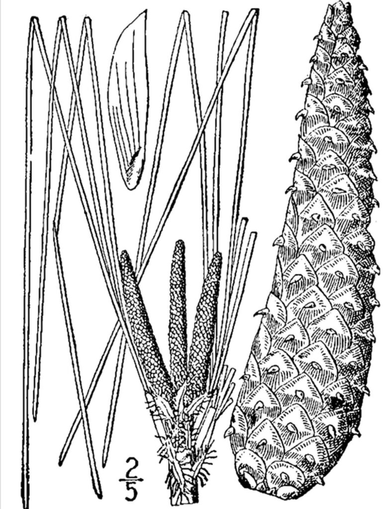 Pinus palustris (longleaf pine). Image courtesy of USDA-NRCS PLANTS Database / Britton, N.L., and A. Brown. 1913. Illustrated flora of the northern states and Canada. Vol. 1: 57.