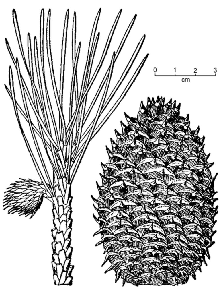 Pinus pungens (table-mountain pine). Image courtesy of USDA-NRCS PLANTS Database / Britton, N.L., and A. Brown. 1913. Illustrated flora of the northern states and Canada. Vol. 1: 57