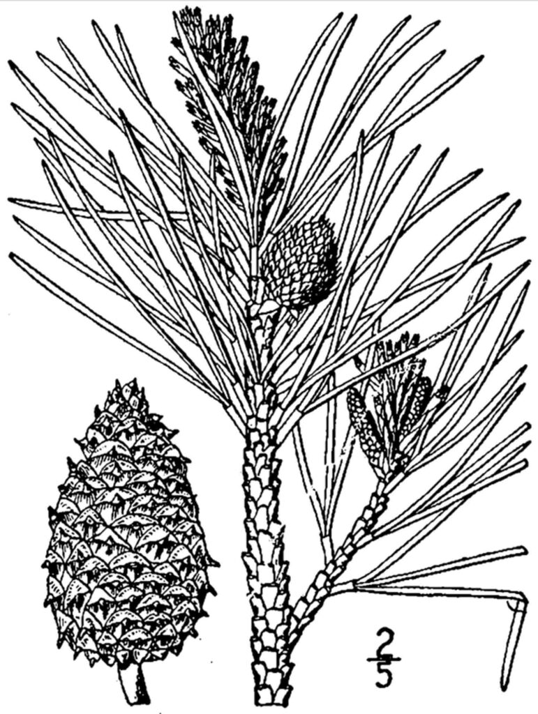 Pinus rigida (pitch pine). Image courtesy of USDA-NRCS PLANTS Database / Britton, N.L., and A. Brown. 1913. Illustrated flora of the northern states and Canada. Vol. 1: 57.