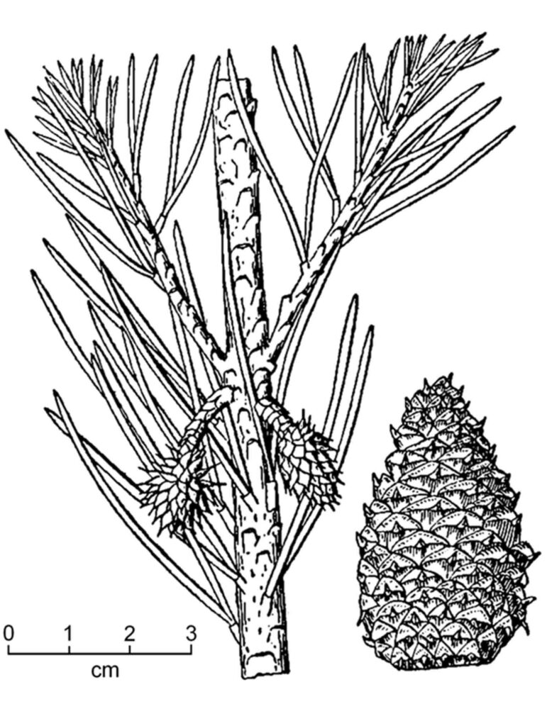 Pinus virginiana (Virginia or scrub pine). Image courtesy of USDA-NRCS PLANTS Database / Britton, N.L., and A. Brown. 1913. Illustrated flora of the northern states and Canada. Vol. 1: 59.