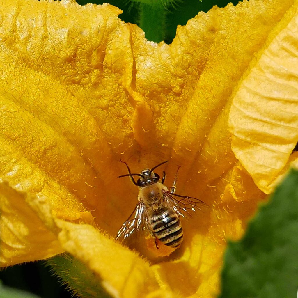 Pruinose squash bee (Peponapis pruinosa) in August.