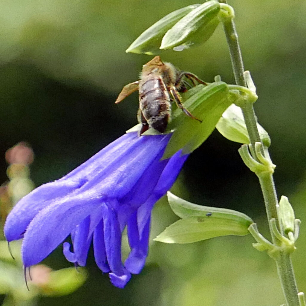 European honey bee (Apis mellifera) on Salvia guaranitica (anise-scented sage) in July.