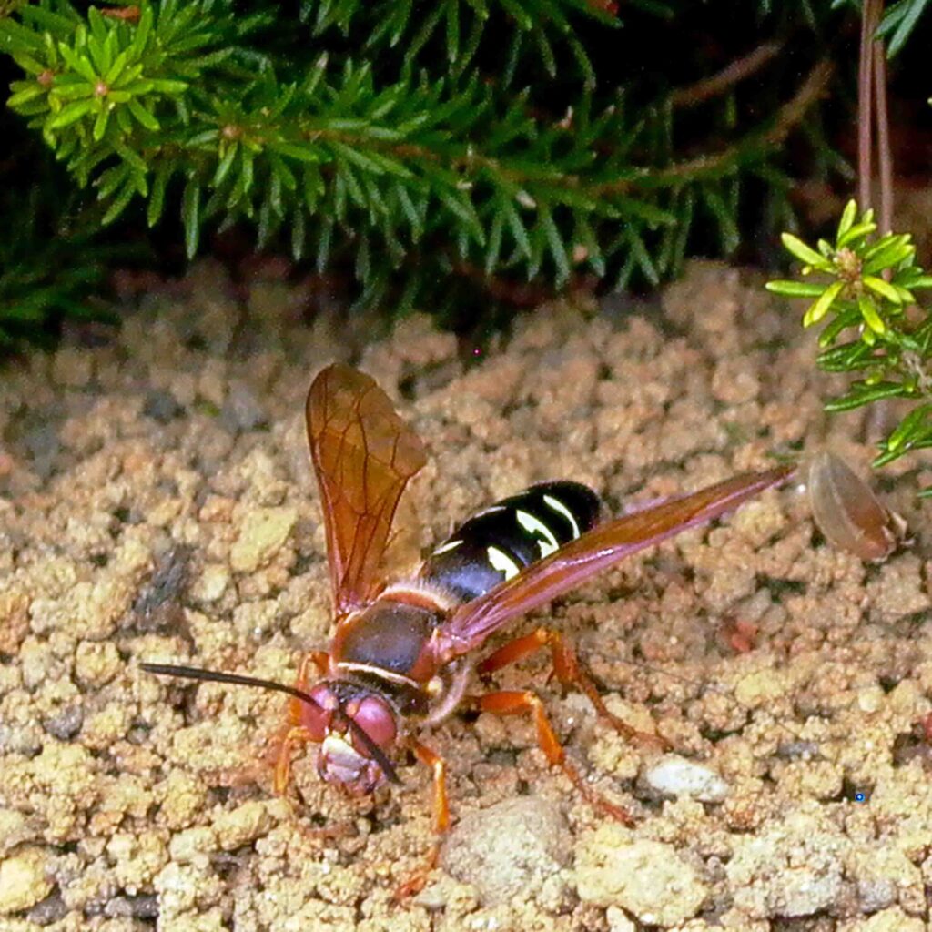 Cicada killer (Sphecius speciosus in September.
