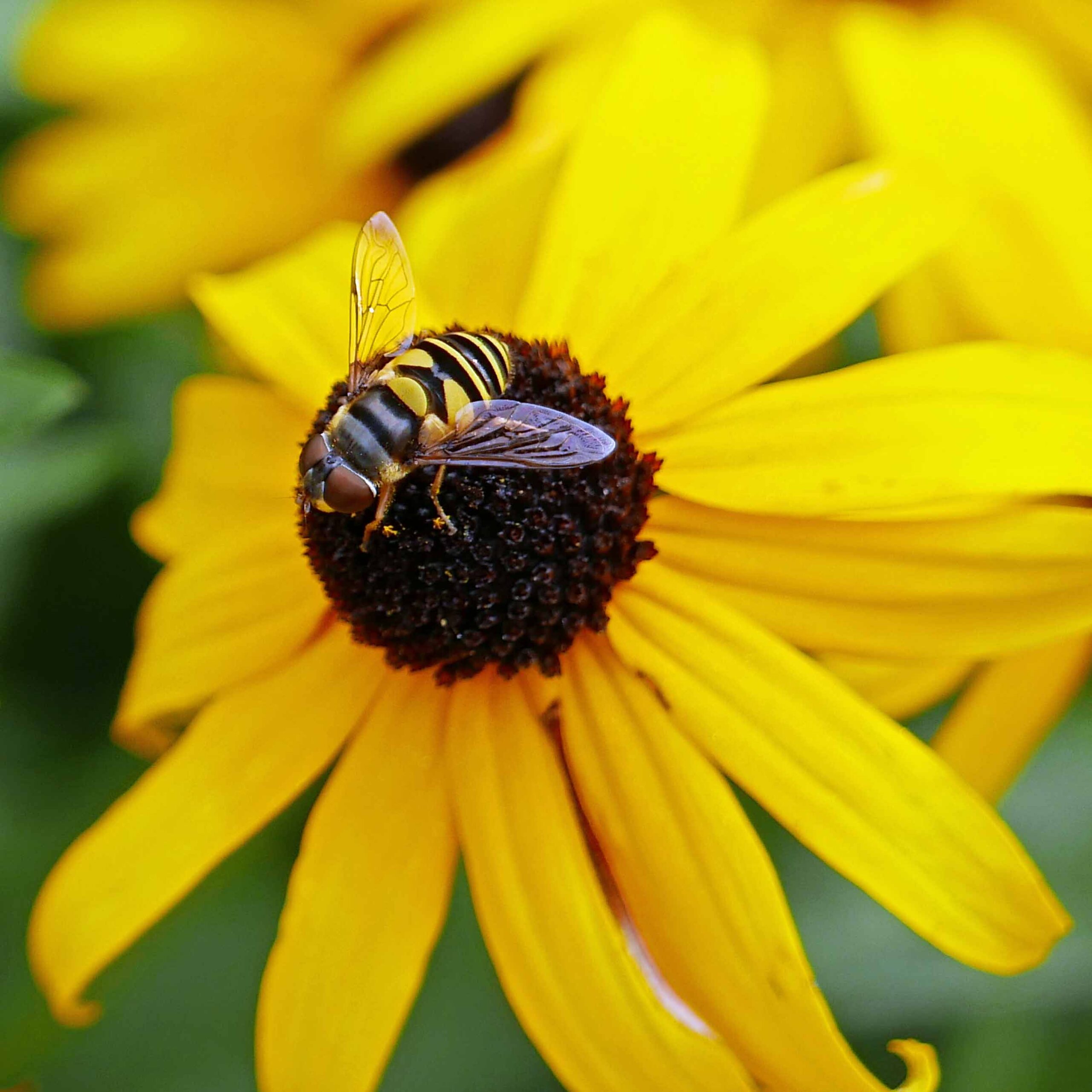 Eristalis transversa (transverse flower fly) on Rudbeckia fulgida (orange coneflower) in August.
