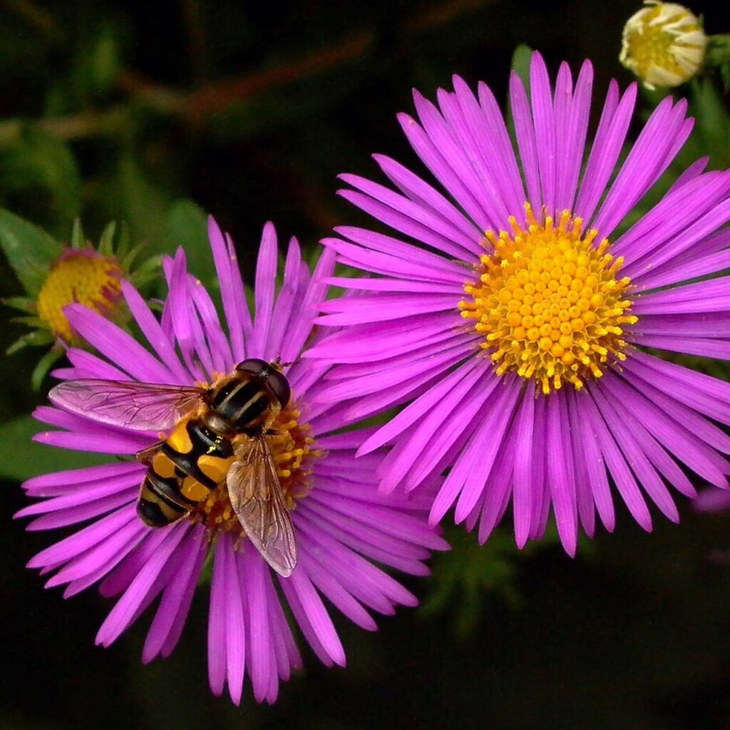 Syrphid fly, Helophilus, on Symphyotrichum novae-angiae (New England aster) in September.
