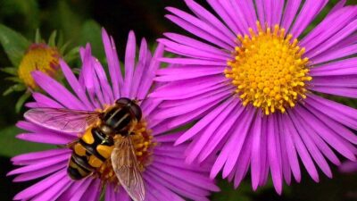 Syrphid fly, Helophilus, on Symphyotrichum novae-angiae (New England aster) in September.
