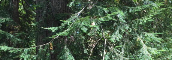 Tsuga canadensis branches in September.