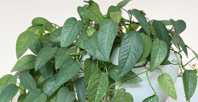 Lush hsoueplant