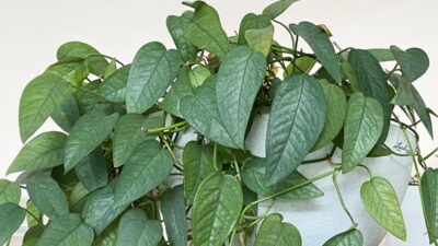Lush hsoueplant