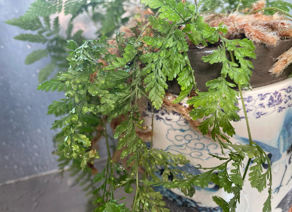 Droopy fern