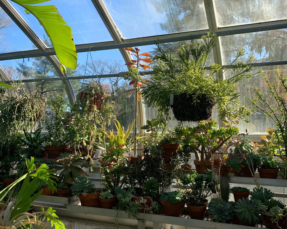 Houseplants in greenhouse