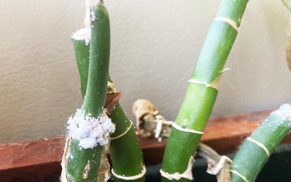 Infested plant