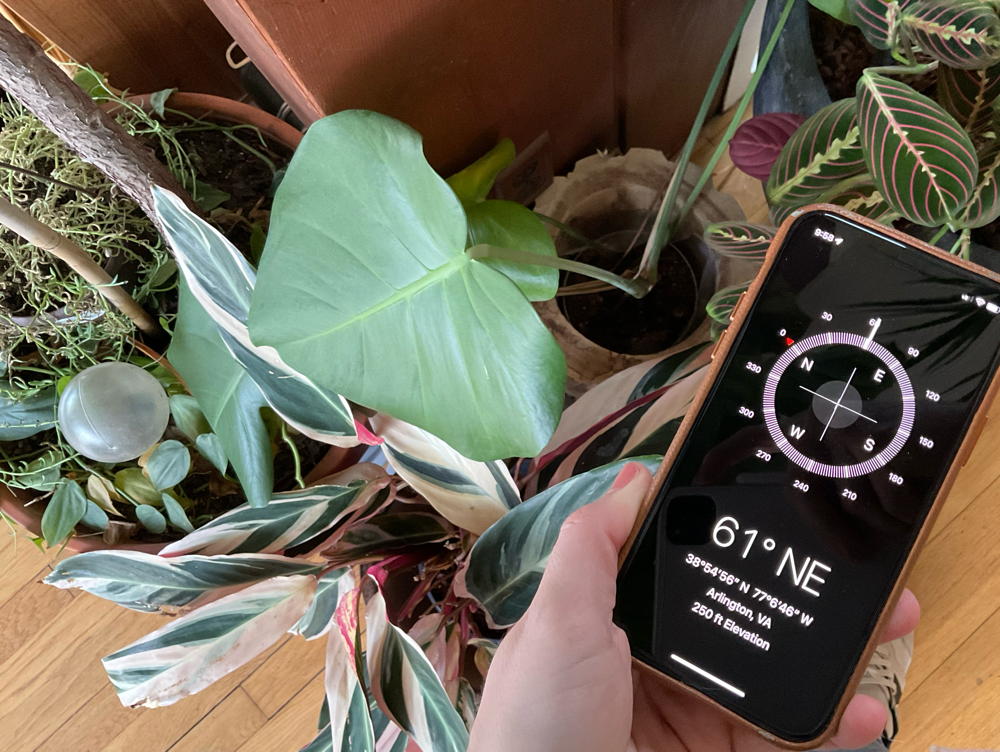 phone with compass app next to plant