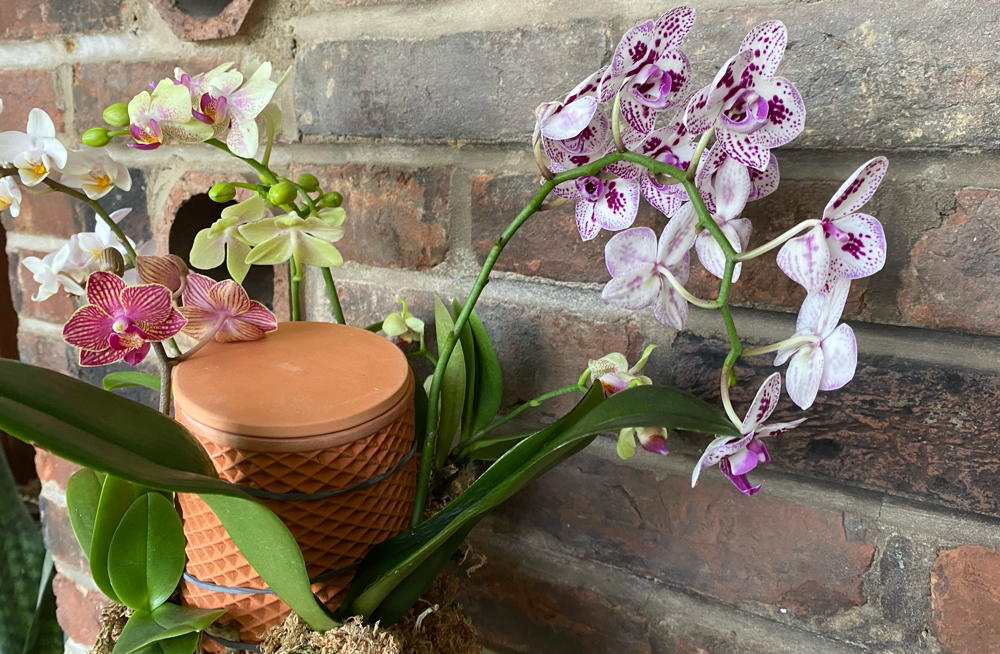 orchids in bloom