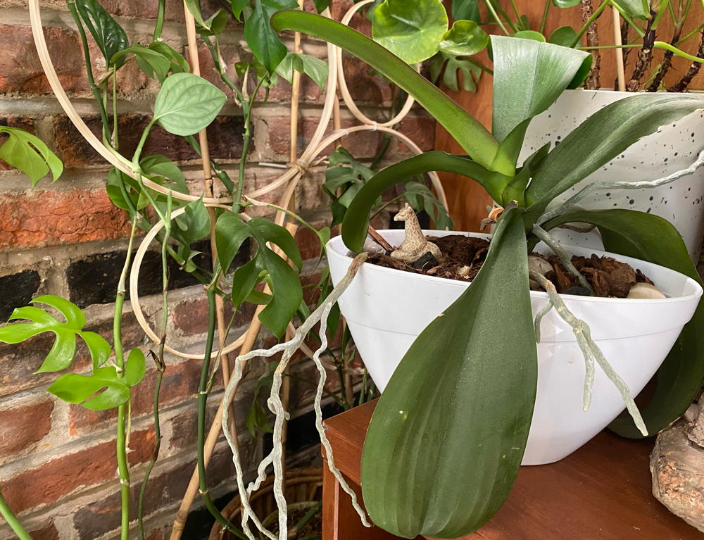 Orchid with no blooms