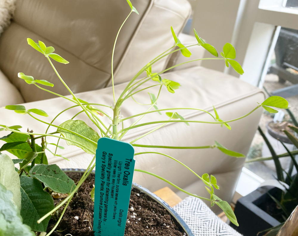plant tag in pot