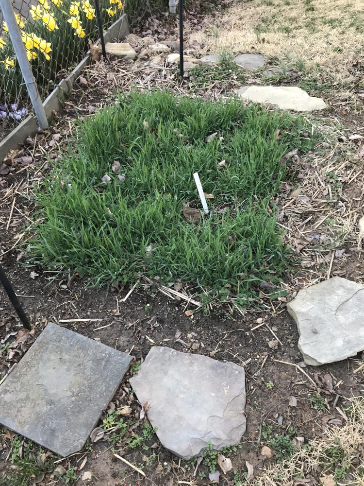 This 4x4 foot space held four tomato plants last summer, cover crops now, and will have beans planted in it this summer