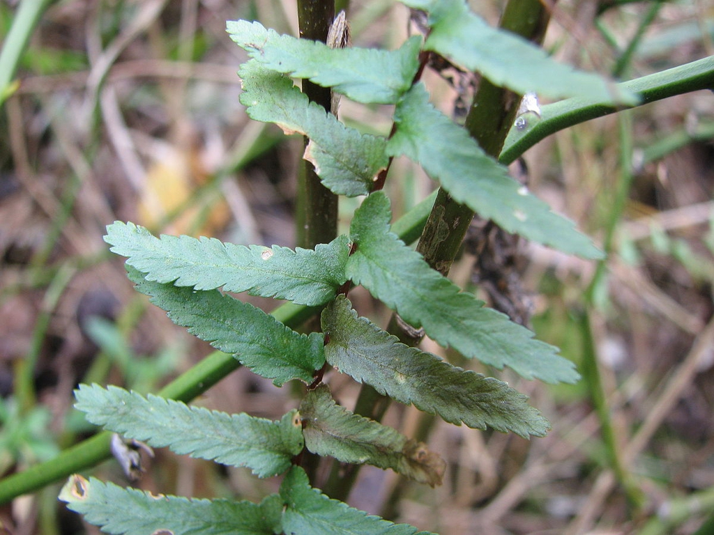 Asplenium_platyneuron-close_up_of_frond