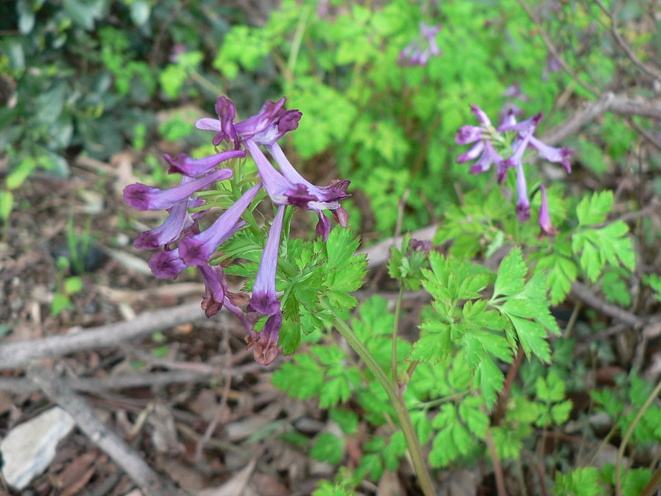 invasive Incised Fumewort (Corydalis incisa)