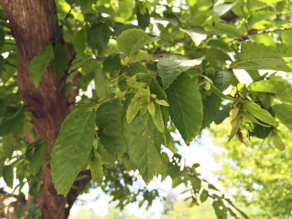 The leaves and fruit of Carpinus caroliniana in July