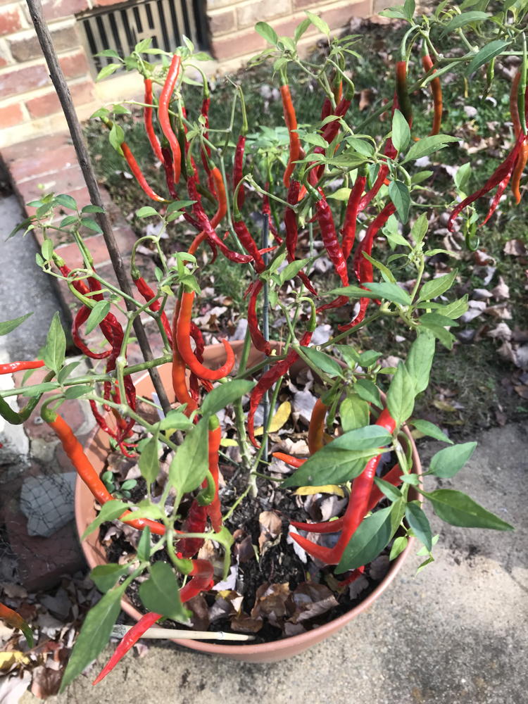 Cayenne Pepper in large pot, ready to harvest