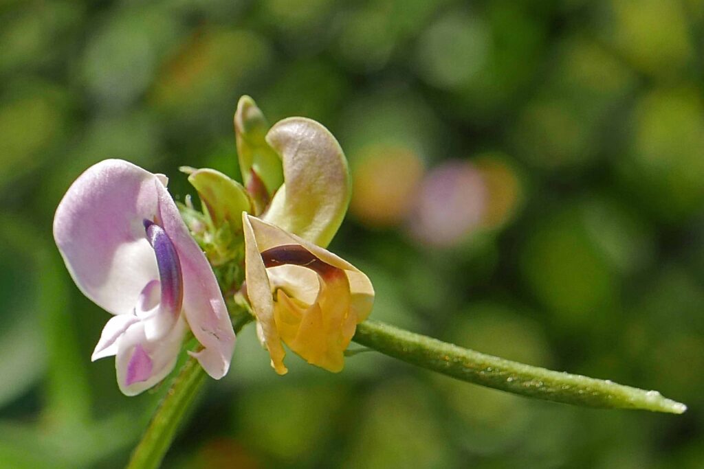 Cowpea flowers and immature legumes in September.