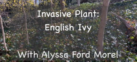 Invasive Plant: English Ivy with Alyssa Ford Morel