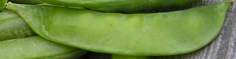 snap bean
