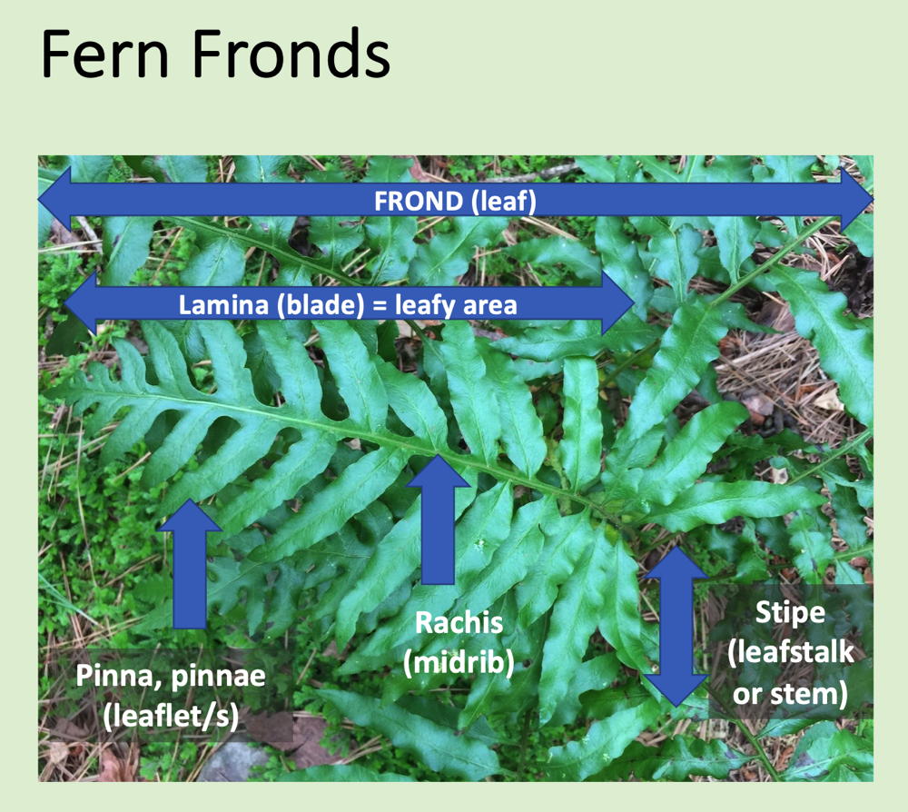 Fern Frond parts