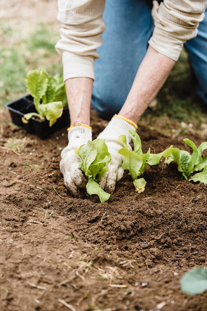 planting lettuce