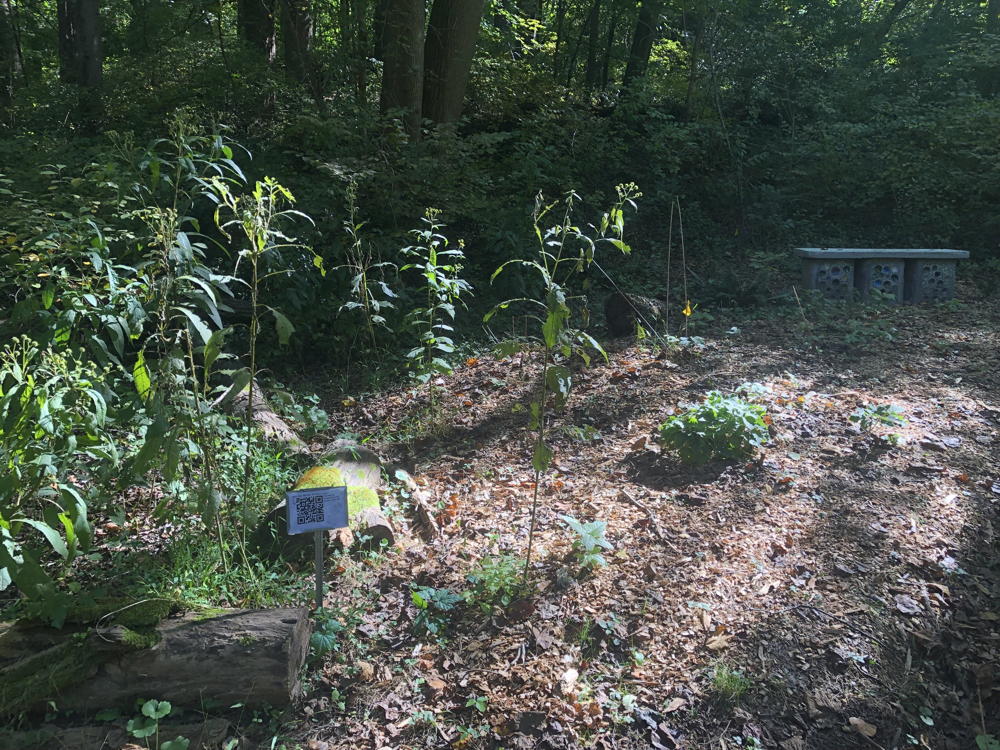 Award-winning meditative native garden at Potomac Overlook Regional Park.